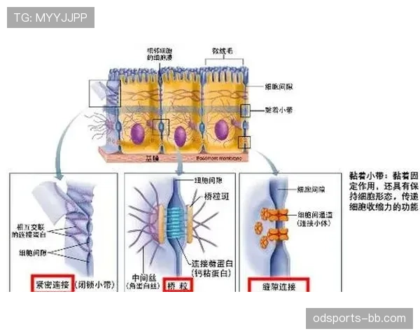 麦迪逊在高位压迫体系中的组织核心作用解析 麦迪逊在高位压迫体系中的组织核心作用解析